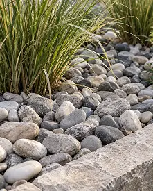 Clumps of tall ornamental grass growing among smooth, rounded river stones next to a stone border.